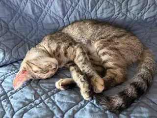 Mikette