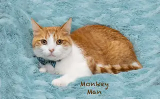 Monkey Man
