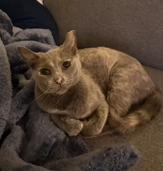 Praline
