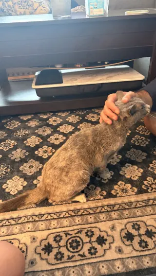 Praline