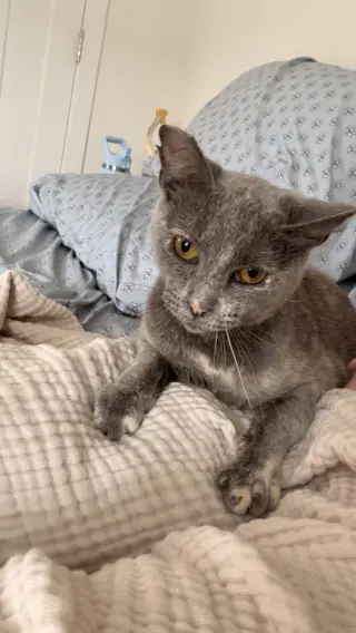 Praline