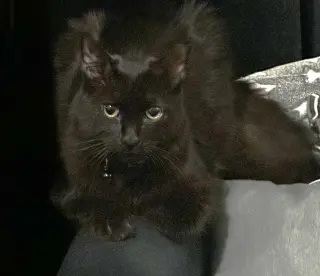 Ares