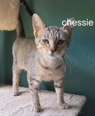 Chessie