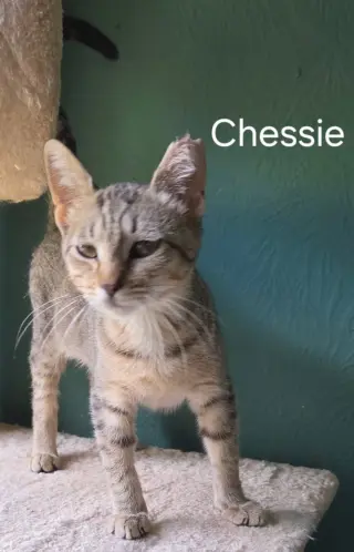 Chessie