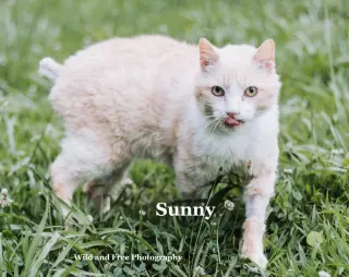 Sunny