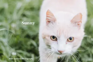 Sunny