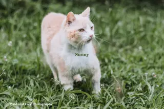 Sunny