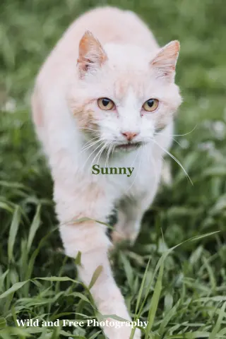 Sunny
