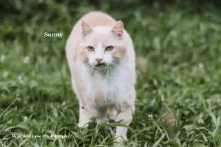 Sunny