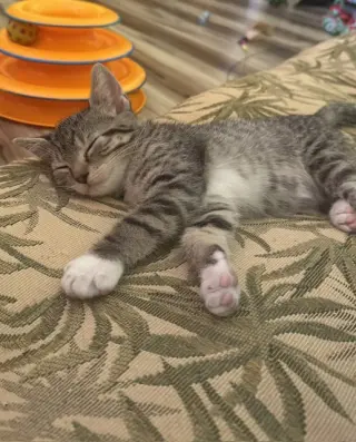 Koa