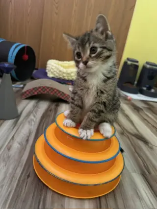 Koa