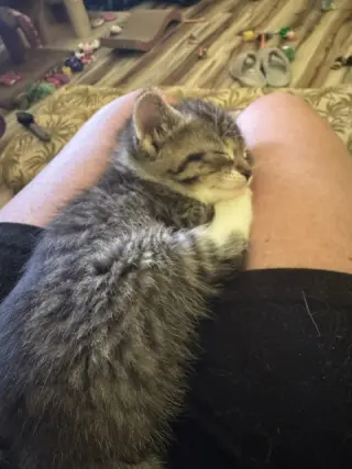 Koa