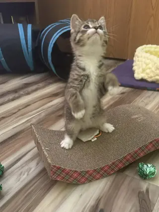 Koa