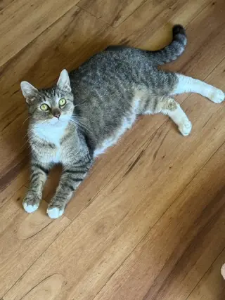 Daisy