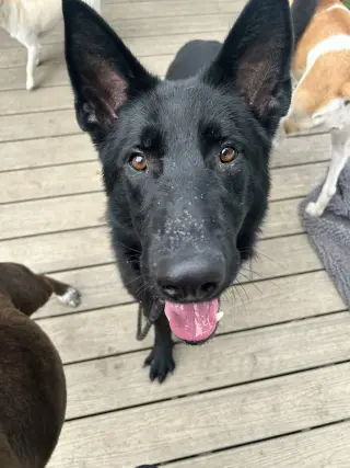 ASHER