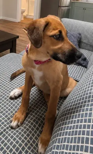 ESTELLA