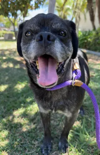 Pugsy Malone