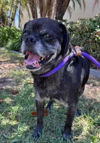 Pugsy Malone