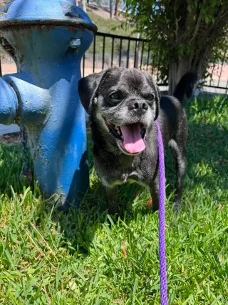 Pugsy Malone