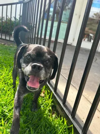 Pugsy Malone