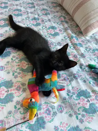 Panther