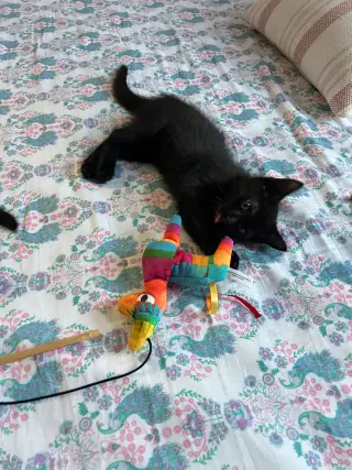 Panther