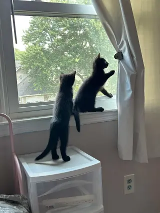 Panther