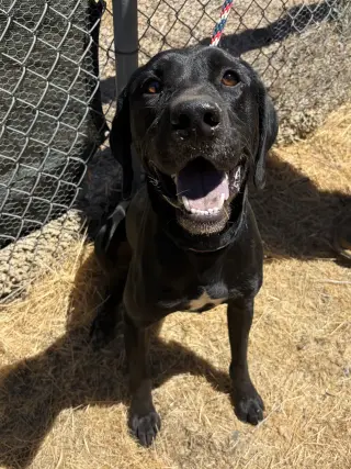 Chase