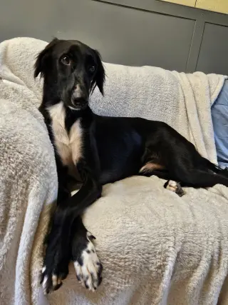 CANE