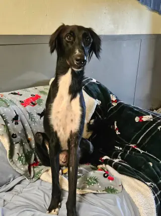 CANE