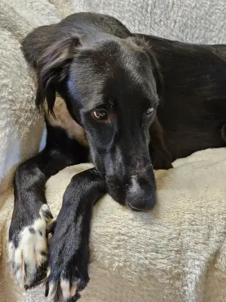 CANE