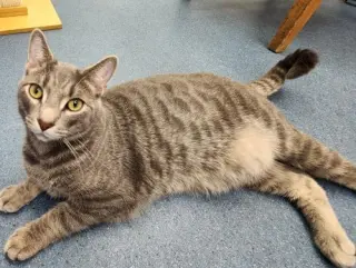 Loki