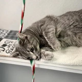 Loki