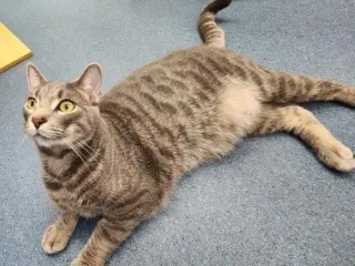 Loki