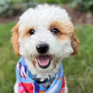 Teddy