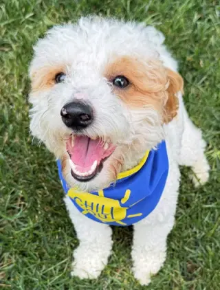 Teddy