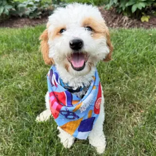 Teddy