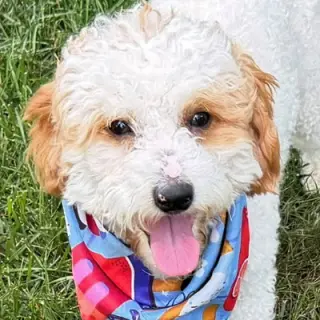 Teddy