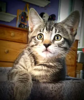 Kitten Harmony