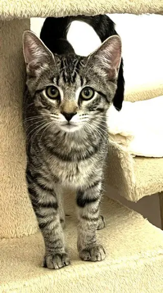 Kitten Harmony