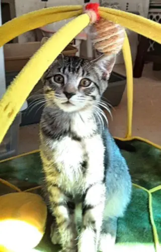 Kitten Harmony