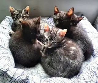 Kitten Harmony