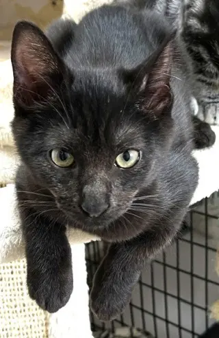 Kitten Heavenly