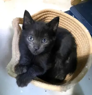 Kitten Heavenly