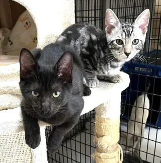 Kitten Heavenly