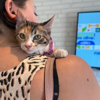 Michi