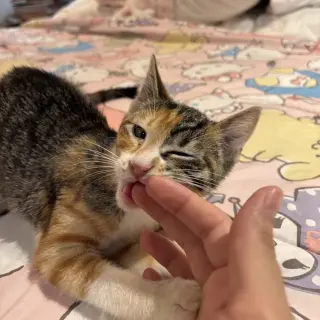 Michi