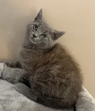 Rory