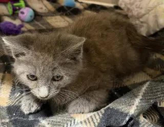 Rory