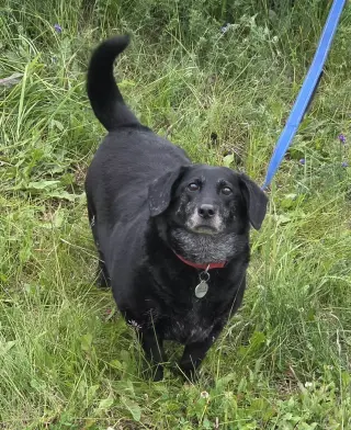 Bella
